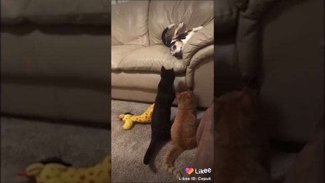 на получи гад собачий за всех котэ