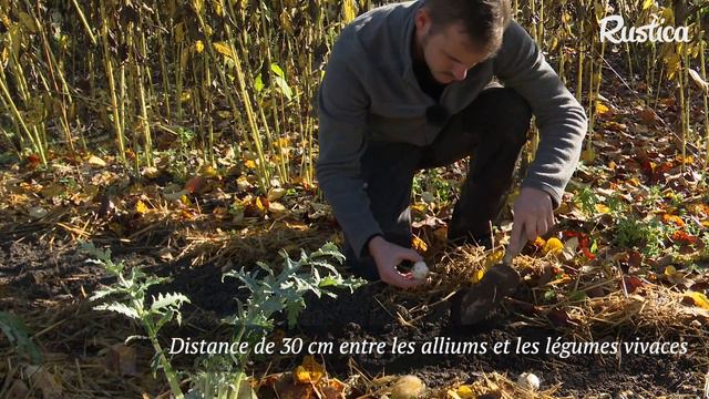 Cultiver des ails ornements au potager