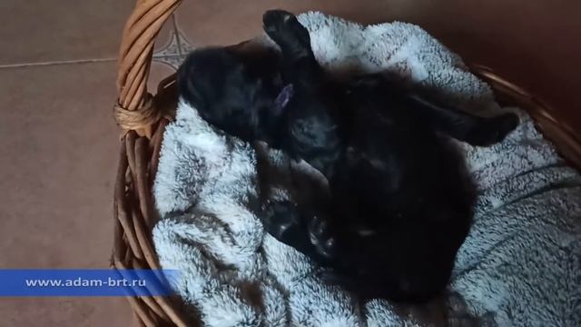 One Week BRT Puppies * Щенки РЧТ, одна неделя отроду * www.adam-brt.ru