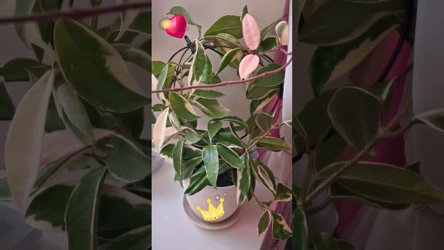 ВОПРОС ЗНАТОКАМ ЦВЕТОВ: хои Кримсон Квин и Триколор - это одно и то же? Или они чем-то отличаются?