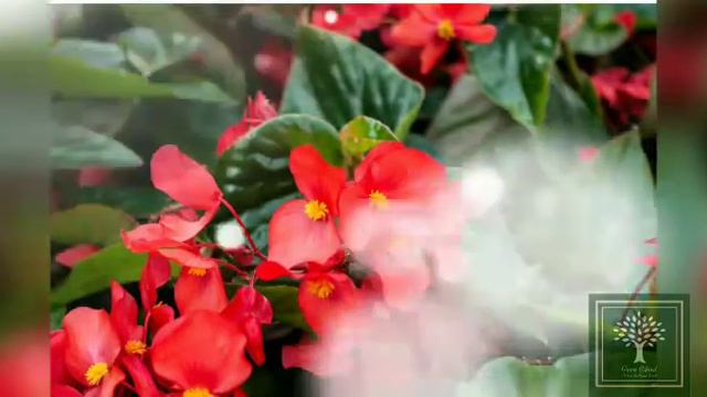 Best Multi Colored Flowers|सबसे सुन्दर बहुरंगी फूल|#greenisland #flowers