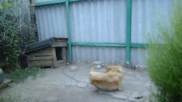 Собака гоняется за хвостом