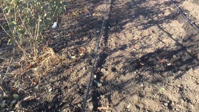 Быстрая перестановка шлангов капельного полива