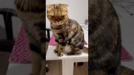Funny Scottish fold cat talking