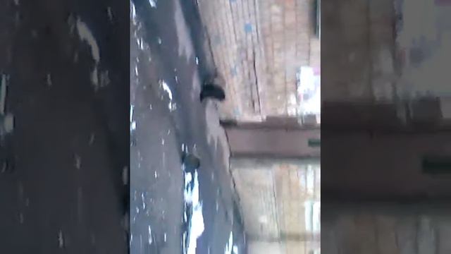 Размножение котов первая часть