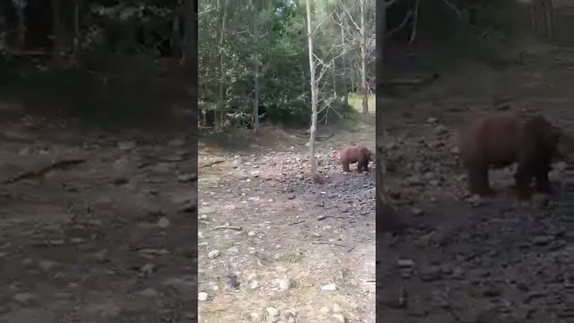 Алапаевский р-он, медведи вышли из леса