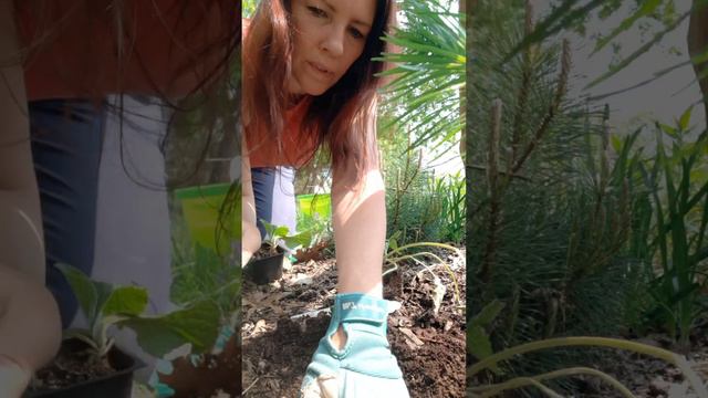 Planting up our flowerbeds with scabiosa, supertunia honey, liatris, and more! #plantsplantsplants