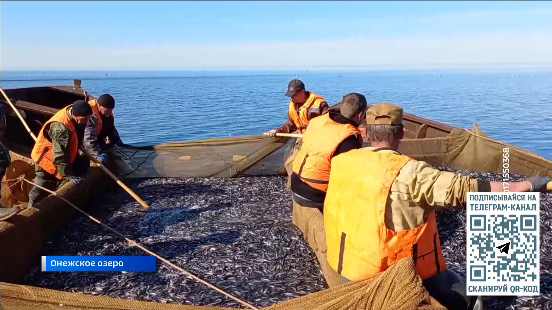 Вологодские промысловики успешно приступили к добыче корюшки на Онежском озере