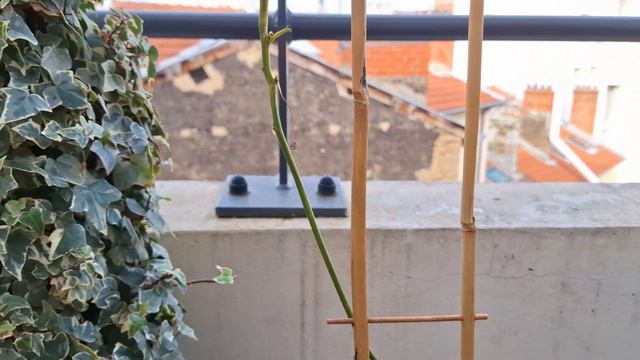 February Balcony Garden Tour