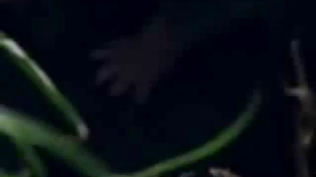сумчатый любовник