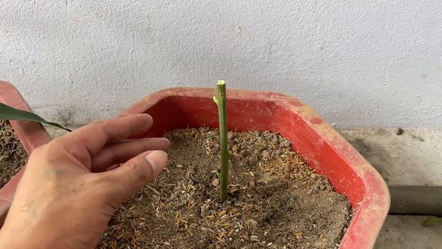 SUPER SPECIAL TECHNIQUE for propagating MANGO peels with coca~cola for super fast growth
