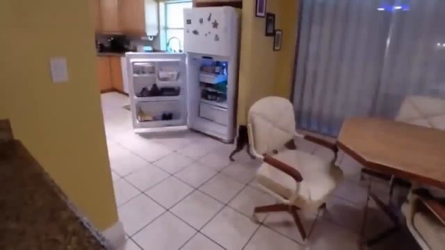 СМЕШНЫЕ ЖИВОТНЫЕ   Смешные коты Смешное видео Приколы