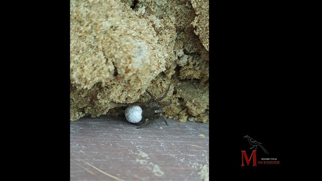Дачные насекомые выпуск  2