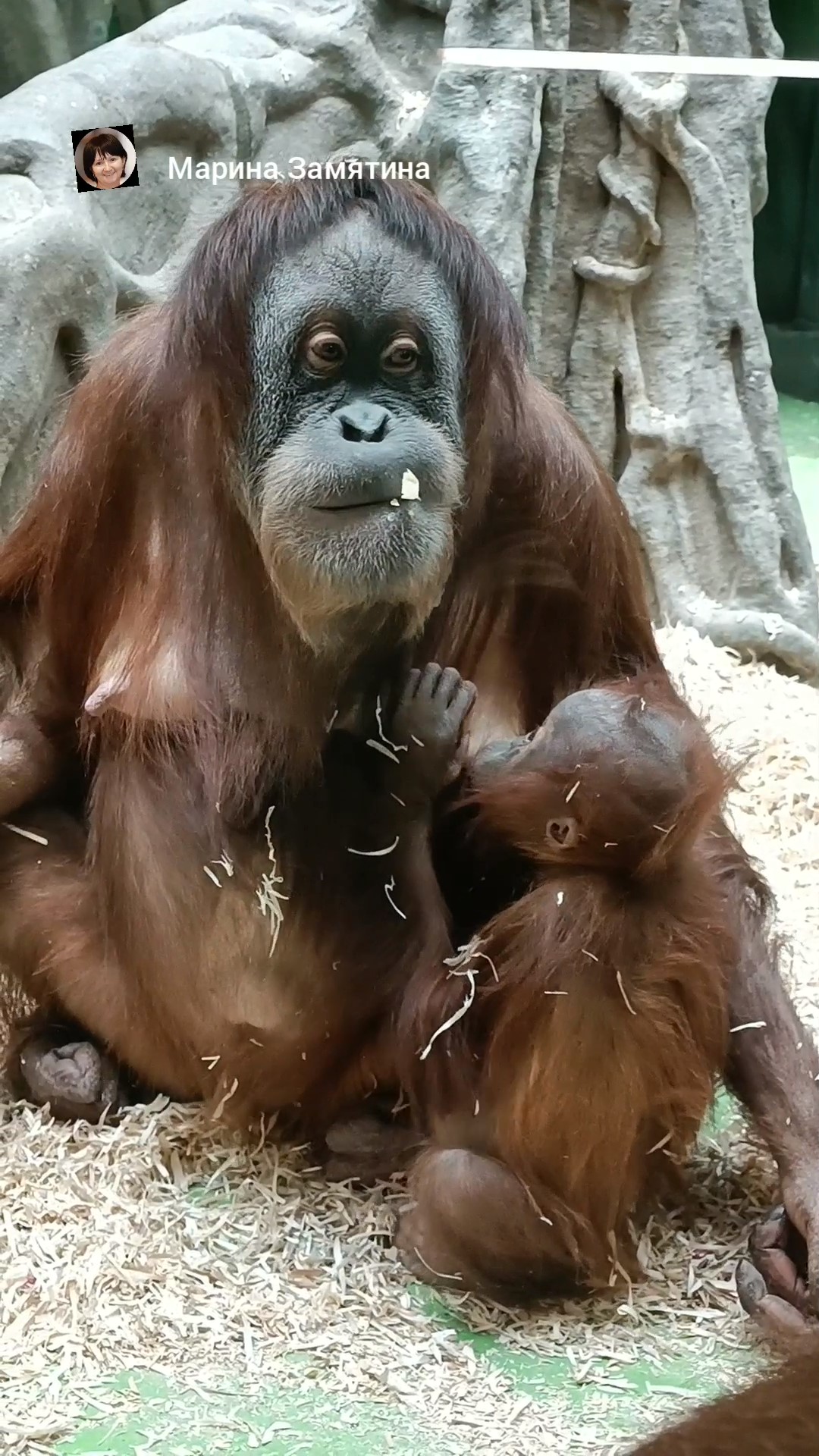 Суматранские орангутаны бабушка Чапи, внучка Алиса и дочка Чава.
