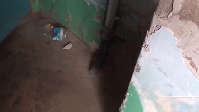 Ишим, К.Маркса,39 Вольготно живется грибкам от "СЕРВИСА"