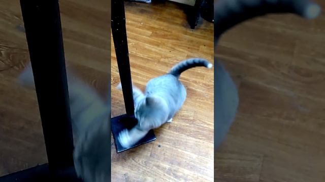 Красивый котенок играет с ниткой.