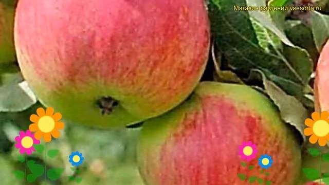 Яблоня. Краткий обзор, описание характеристик, где купить саженцы Malus Domestica Свежесть
