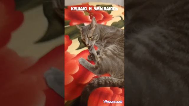 я кошак