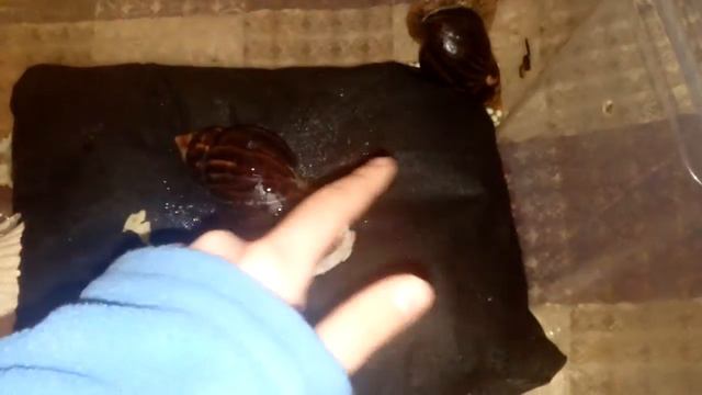 Улитка родила!!!