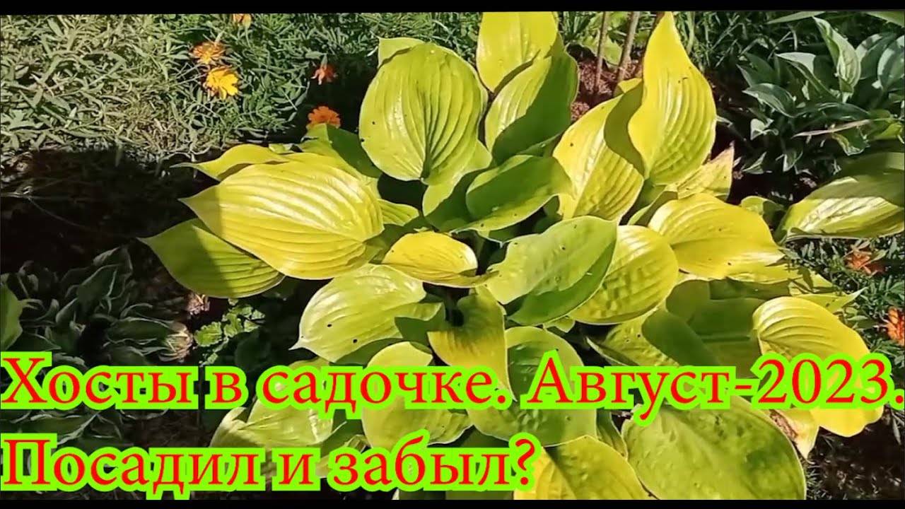 Хосты в садочке. Август-2023. Посадил и забыл_