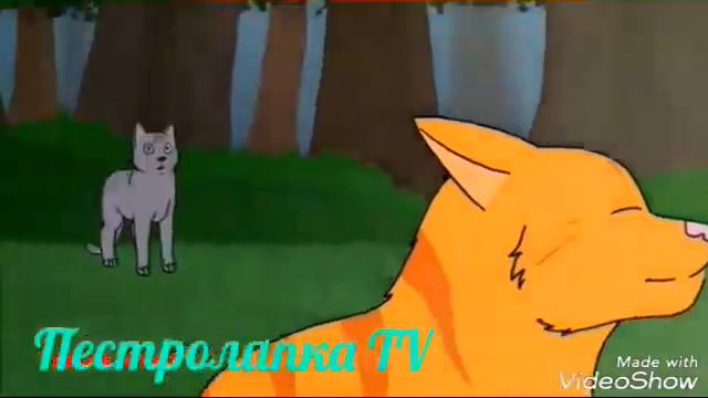Ежевика и Белка коты воители.