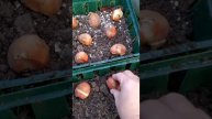 Посадила тюльпаны между очитками
