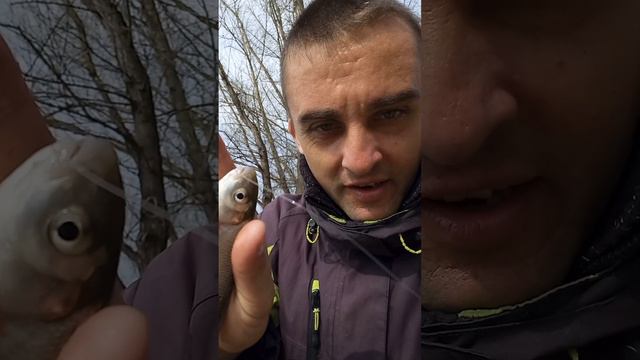 Ловля на фидер на реке ранней весной #shorts
