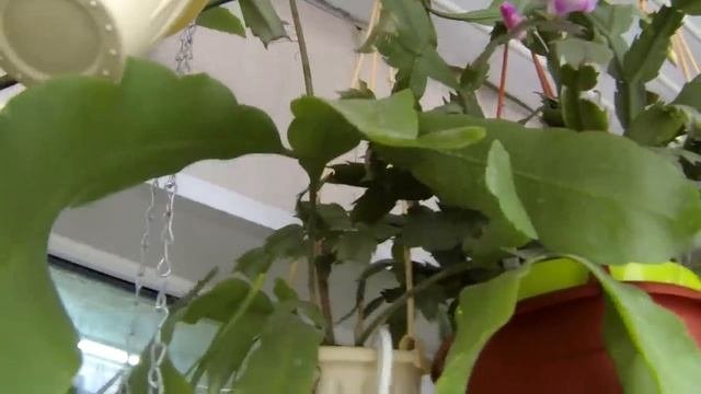 Запущенный балкон. Обзор цветов на балконе. Уборка.
