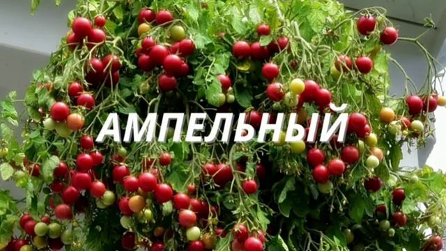 Томат "Ампельный"