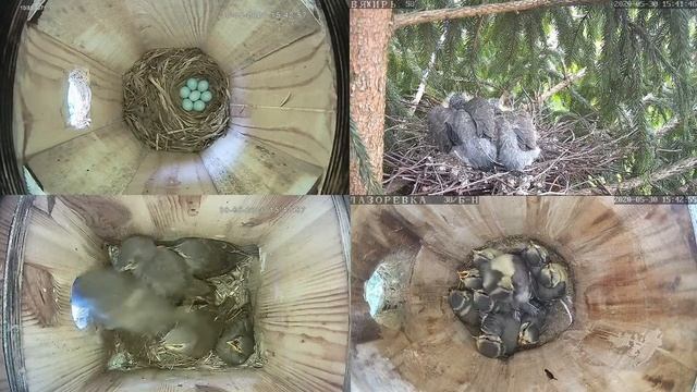 Онлайн-трансляция  - 2020.  30.05.2020 г. . город Калуга.