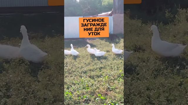 ГУСИ НЕ ПУСКАЮТ ГУЛЯТЬ УТОК