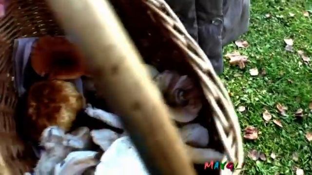 В деревне Хламово  Распознаем грибы рядовки