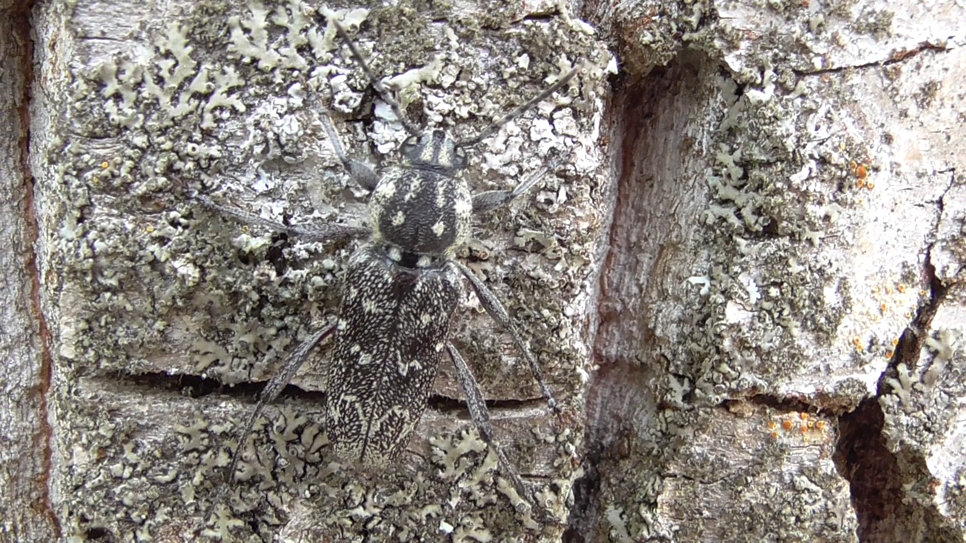 Серый жук на дереве