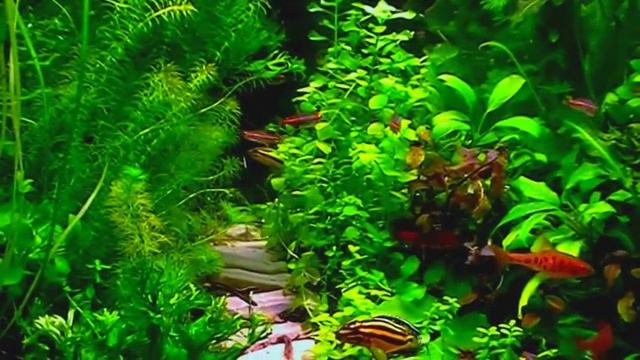 Aquarium.  Дорожка в зарослях.