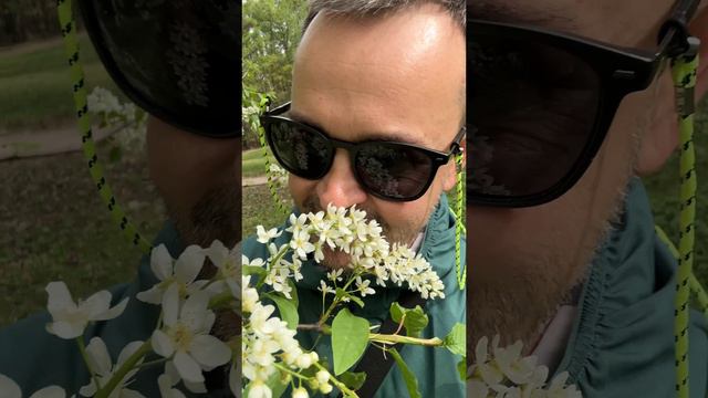 А я подарю вам черёмуху! В Москве красиво цветёт черёмуза и вкусно пахнет