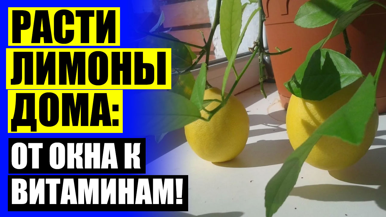 Питомник павловский лимон отзывы 🔵 Купить саженцы лайма в москве