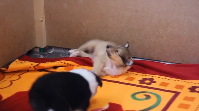 Щенок колли 1 мес - Рэ Дэ Люмиер Селест. На продаже!