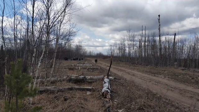 Кабанчики. Как нас чуть не съели.