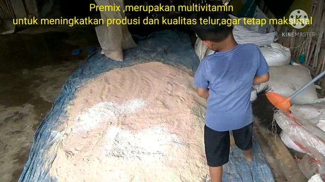 CAMPURAN PAKAN AYAM PETELUR!!HASIL MAKSIMAL