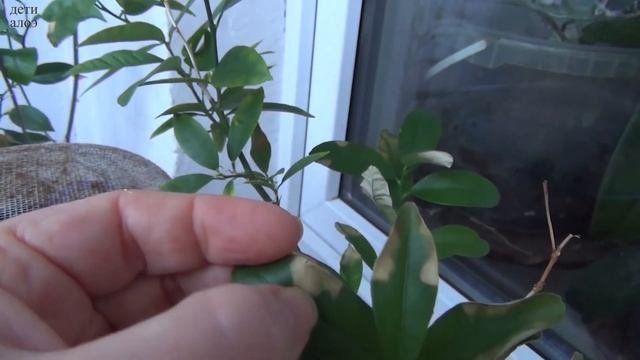 Ещё один страдалец. Зимовка растений. Комнатный лимон  Дети Алоэ