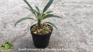 มะพร้าวทะเลทราย (Dorstenia Foetida) | MookCactus