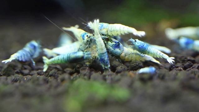 Креветка пресноводная Taywan bee  Blue bolt . Кушать подано!