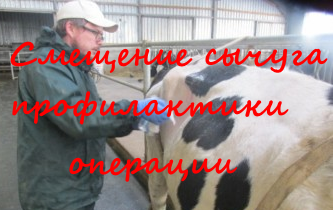 Смещение сычуга профилактика