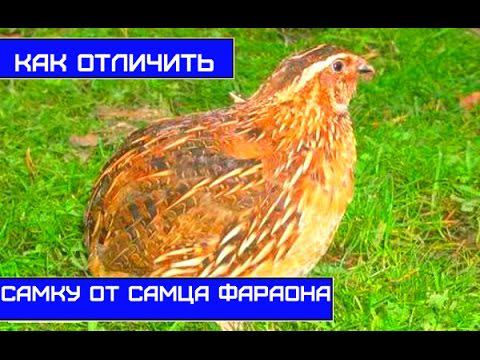 Содержание перепелов: как отличить самца от самки