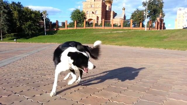 Border Collie Dragonfly Tricks
