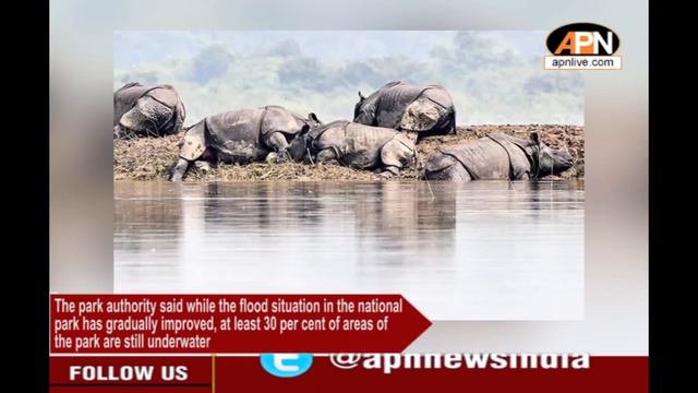 Assam Floods: 24 Animals Die in Kaziranga National Park