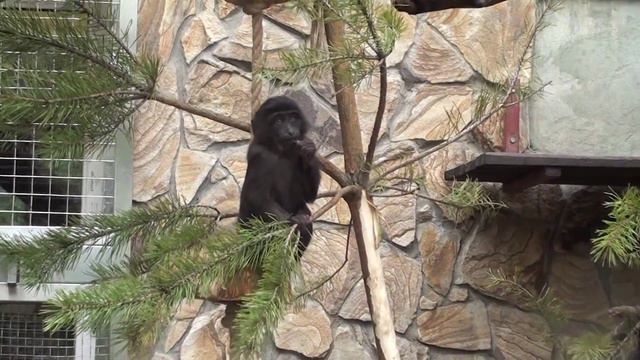 Обезьяны Старого Света / Primates of the Old World