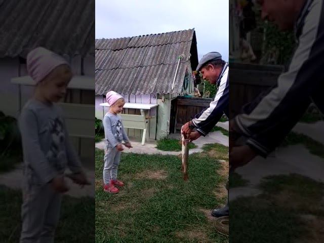 Дед поймал золотую рыбку