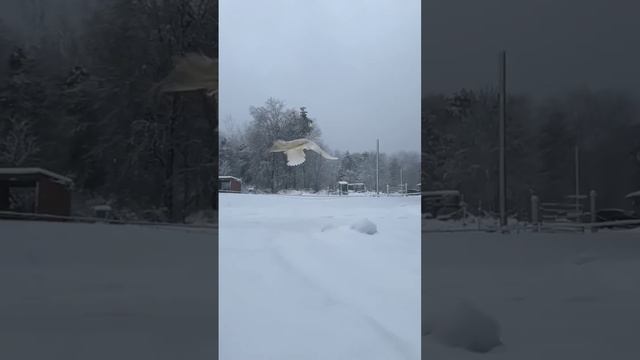 Павлин в снегах