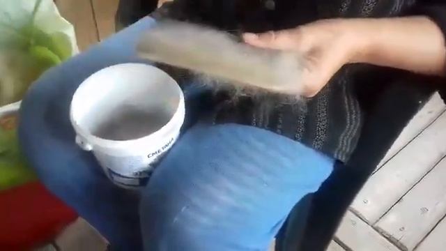 Подготовка собачьего пуха к прядению (прочесывание пуха на ческах)